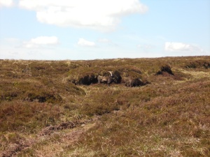 Well camouflaged against the moor. 